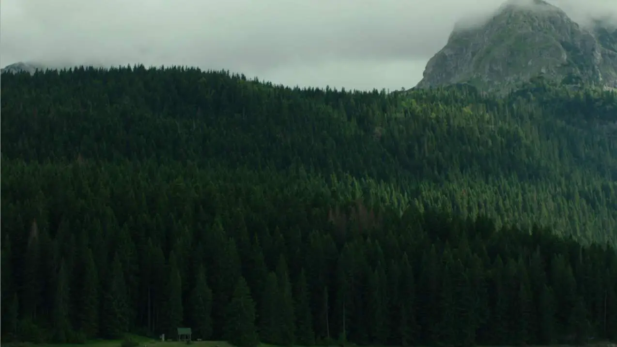 The Forest (2016) screenshot