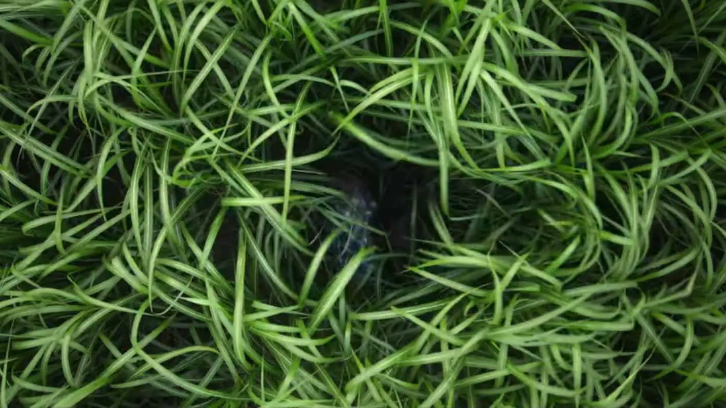 In the Tall Grass (2019) screenshot