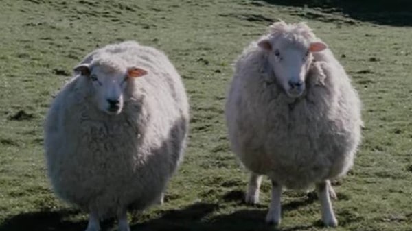 Black Sheep (2006) screenshot