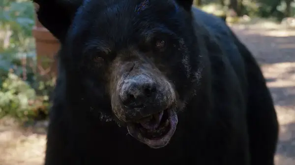 Cocaine Bear (2023) screenshot